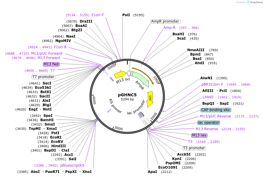 24701-plasmid-map-sequence-id-11480