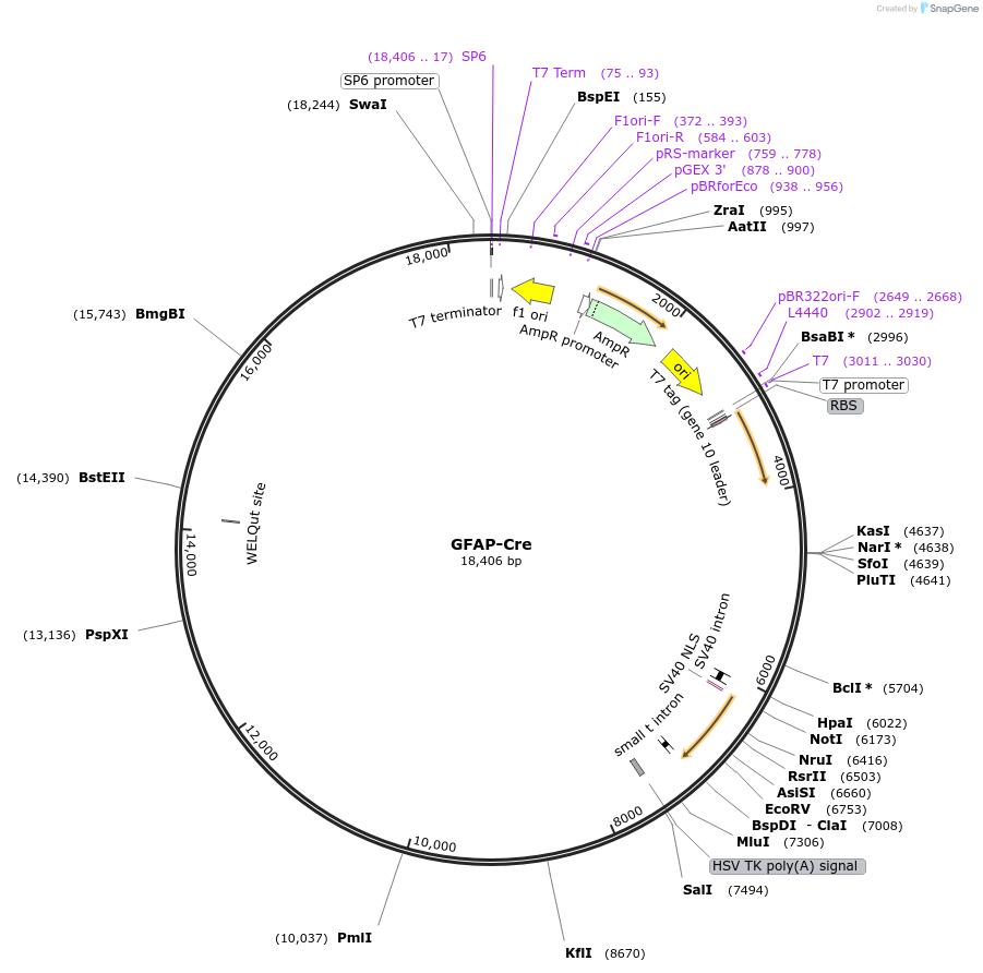 24704-plasmid-map-sequence-id-11482