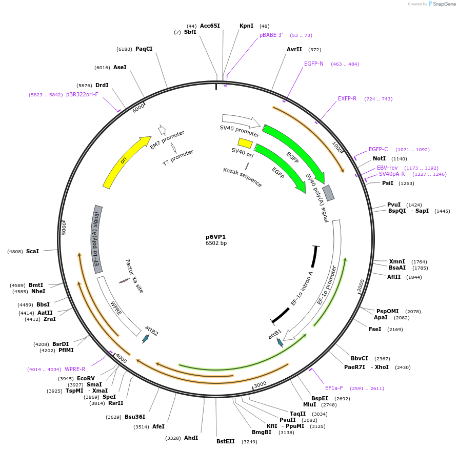 24725-plasmid-map-sequence-id-11488