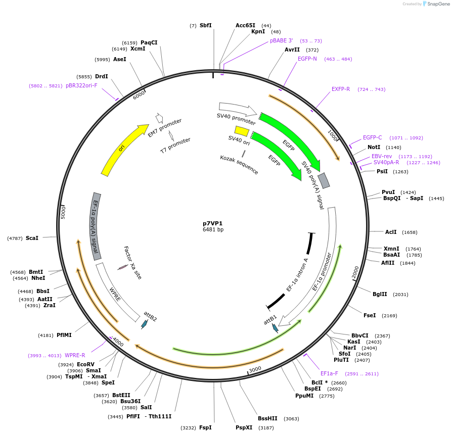 24726-plasmid-map-sequence-id-11489