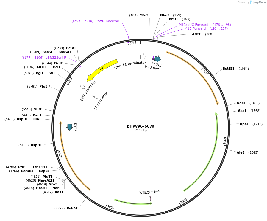 24727-plasmid-map-sequence-id-11490
