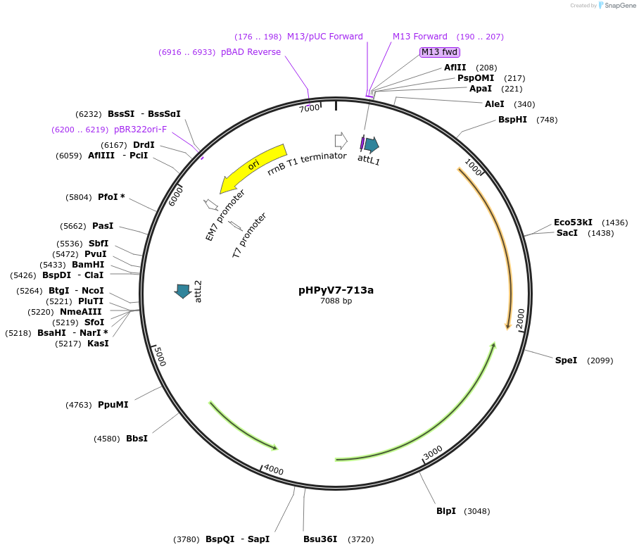 24728-plasmid-map-sequence-id-11491