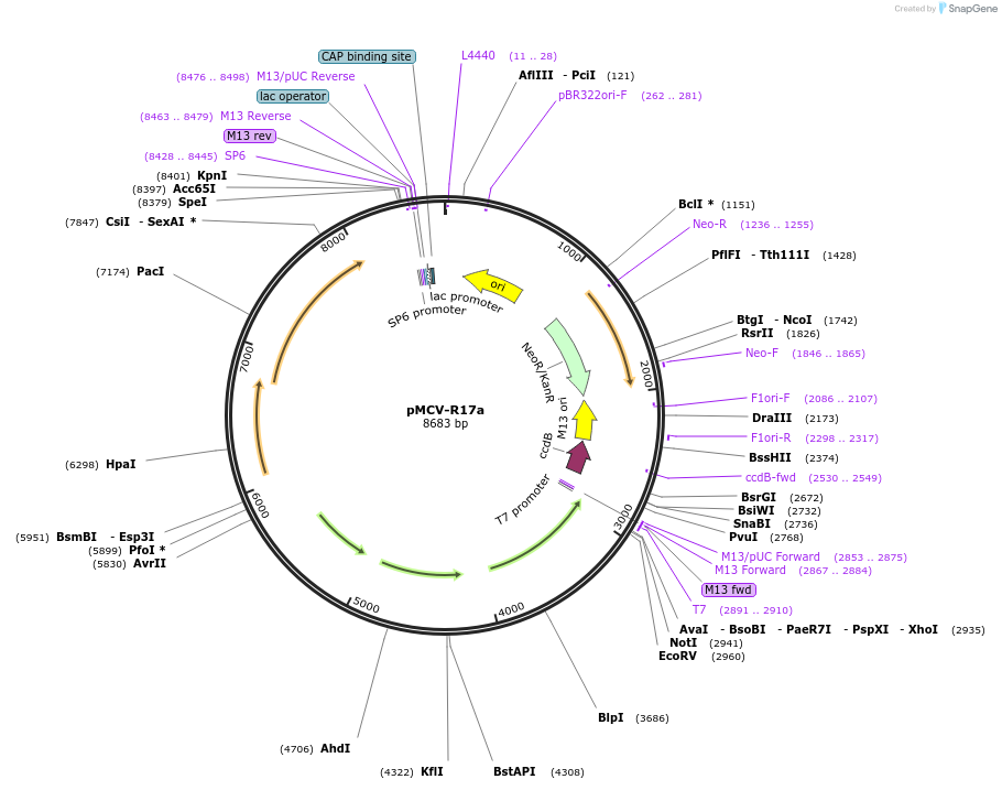 24729-plasmid-map-sequence-id-11492