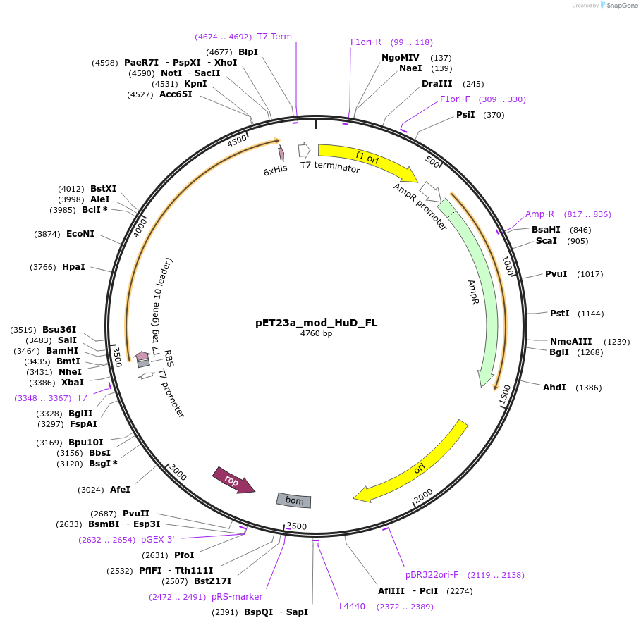 65751-plasmid-map-sequence-id-114929