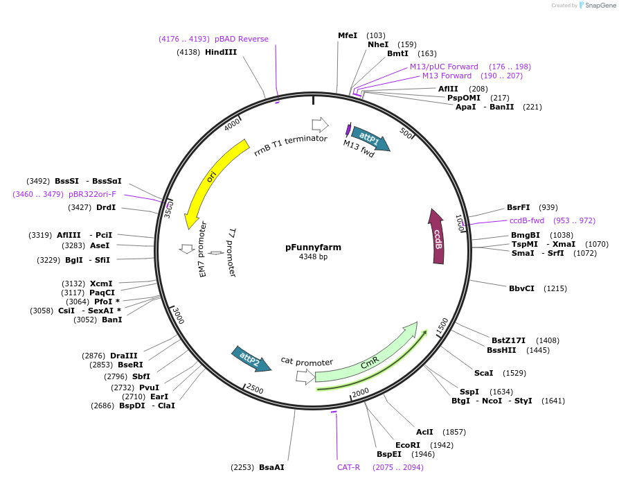 24755-plasmid-map-sequence-id-11497