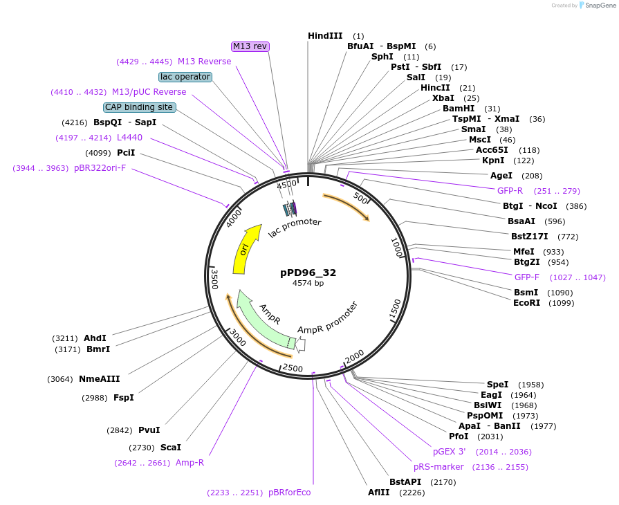 1504-plasmid-map-sequence-id-115