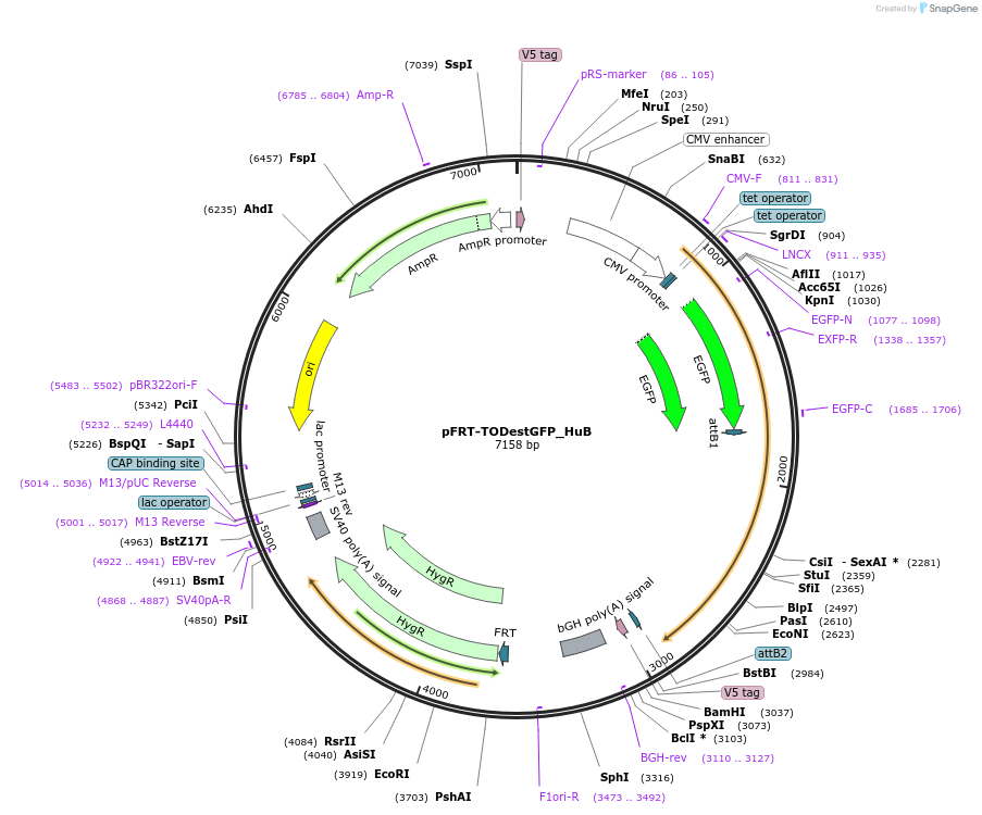 65761-plasmid-map-sequence-id-115012