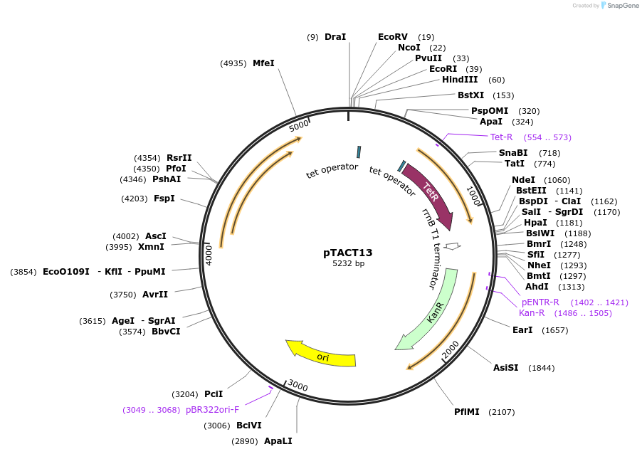 24784-plasmid-map-sequence-id-11503