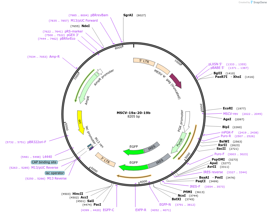 24827-plasmid-map-sequence-id-11509