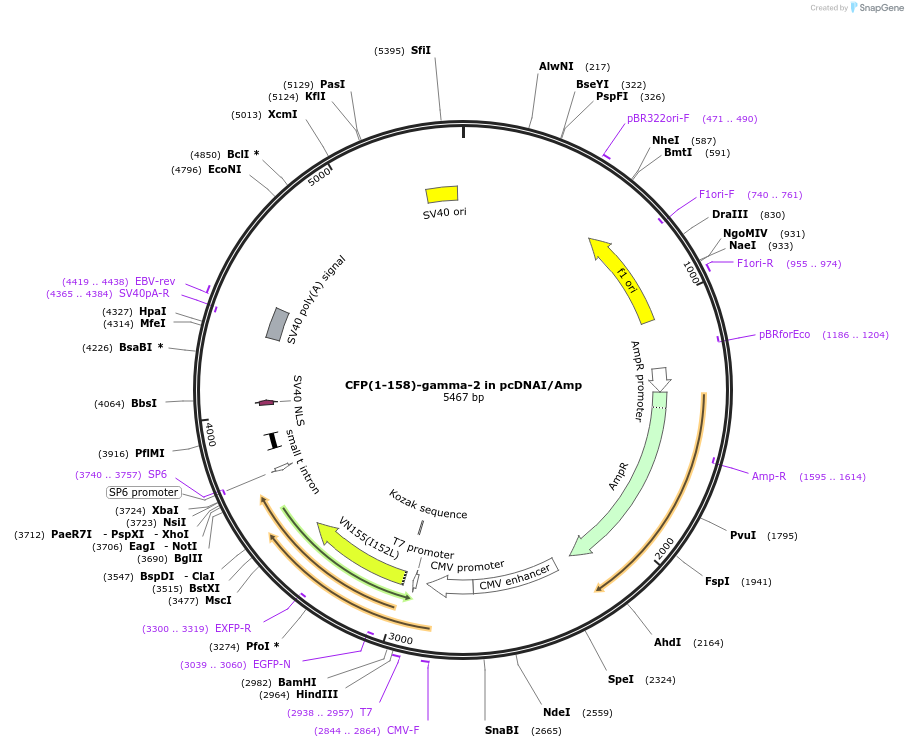55616-plasmid-map-sequence-id-115112