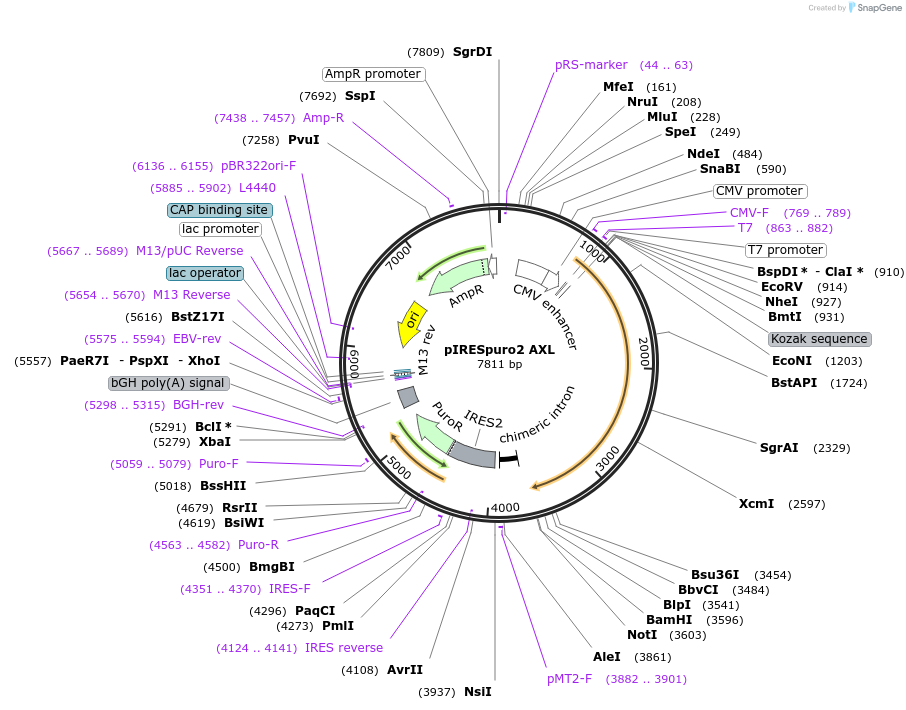 65627-plasmid-map-sequence-id-115157