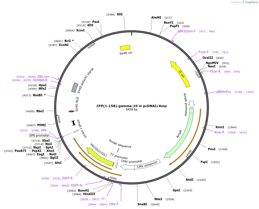 55619-plasmid-map-sequence-id-115162