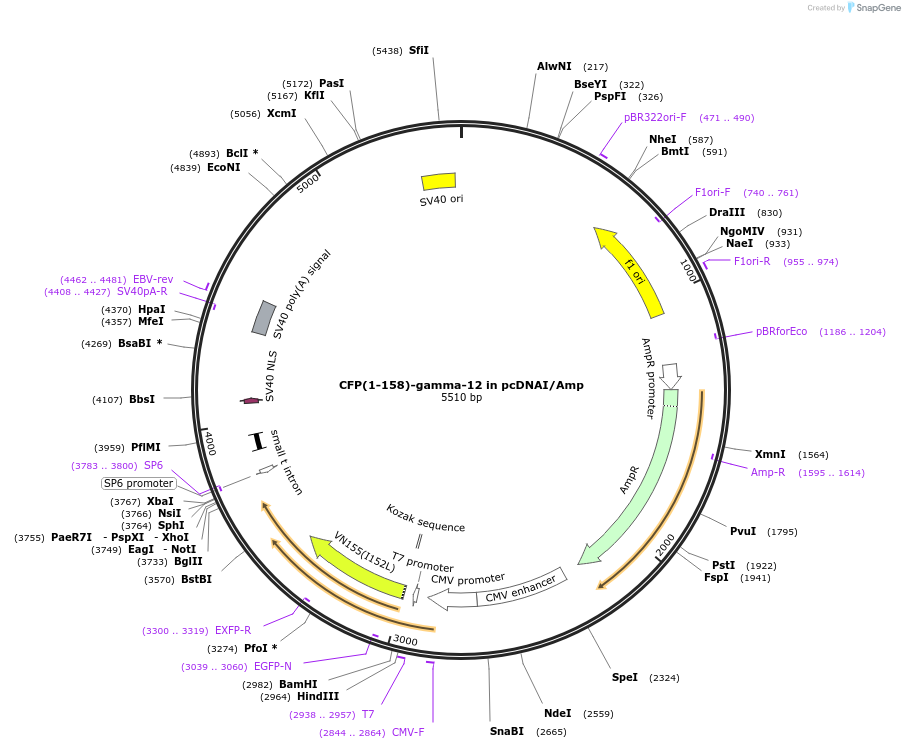 55621-plasmid-map-sequence-id-115164