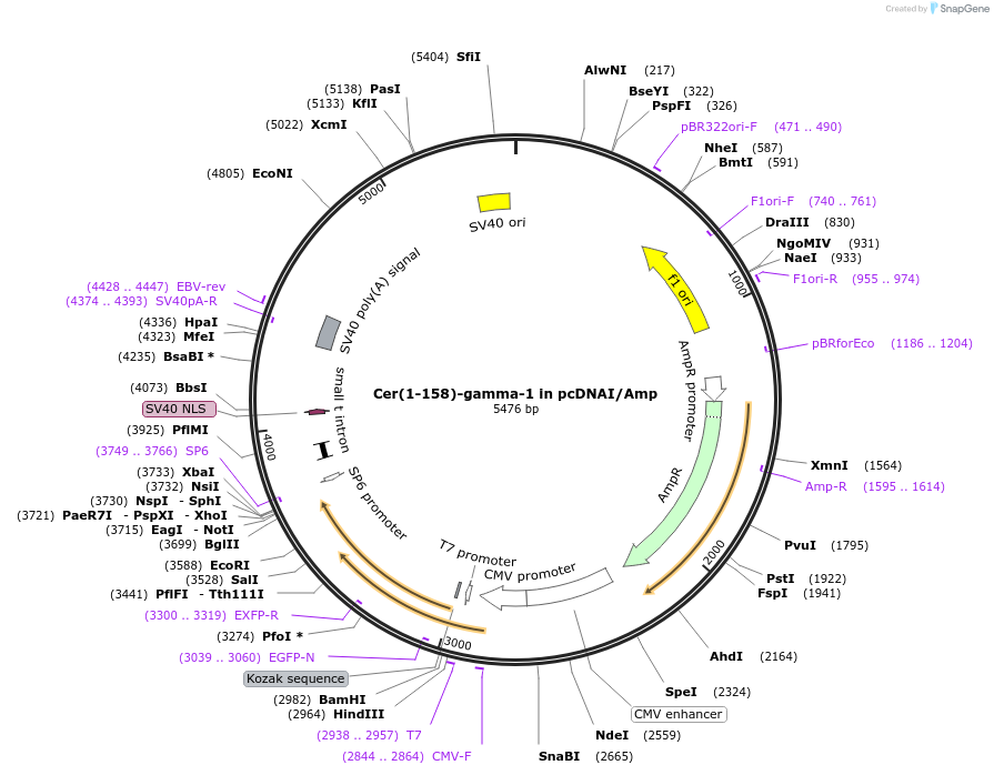 55623-plasmid-map-sequence-id-115166