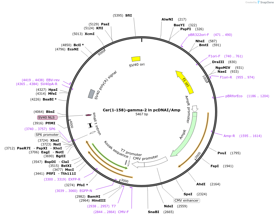 55624-plasmid-map-sequence-id-115167