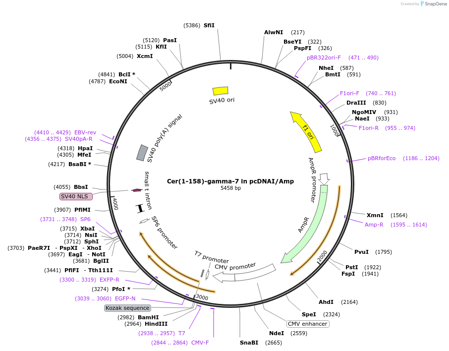 55626-plasmid-map-sequence-id-115182