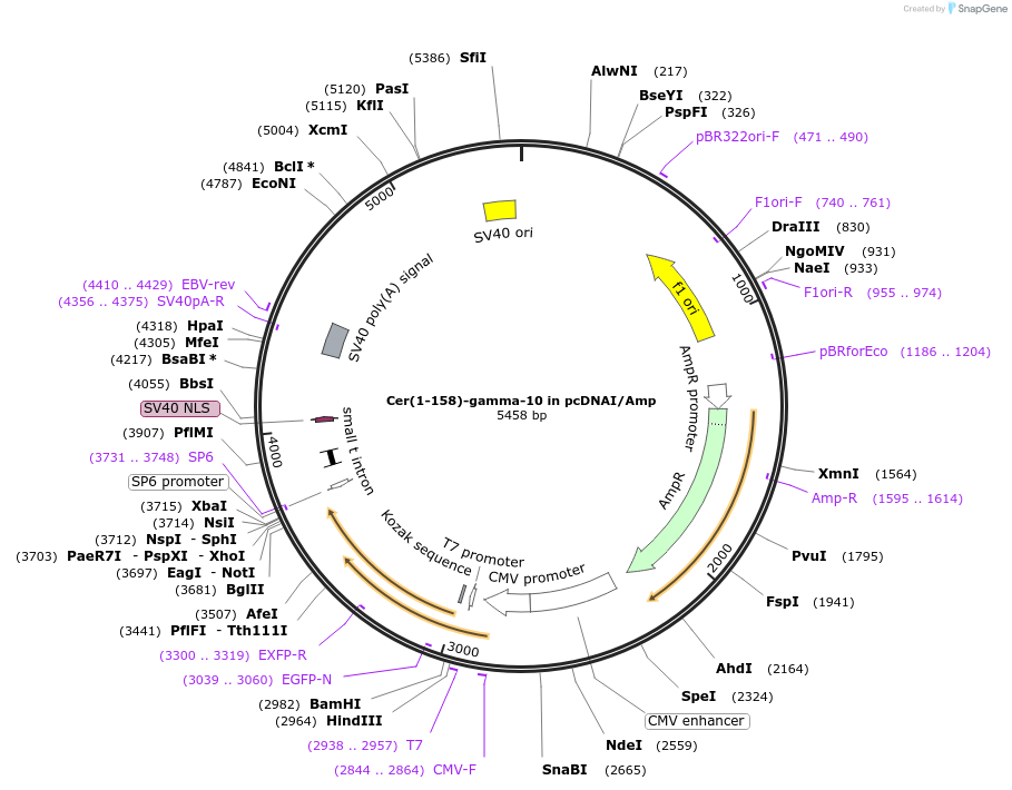 55627-plasmid-map-sequence-id-115184