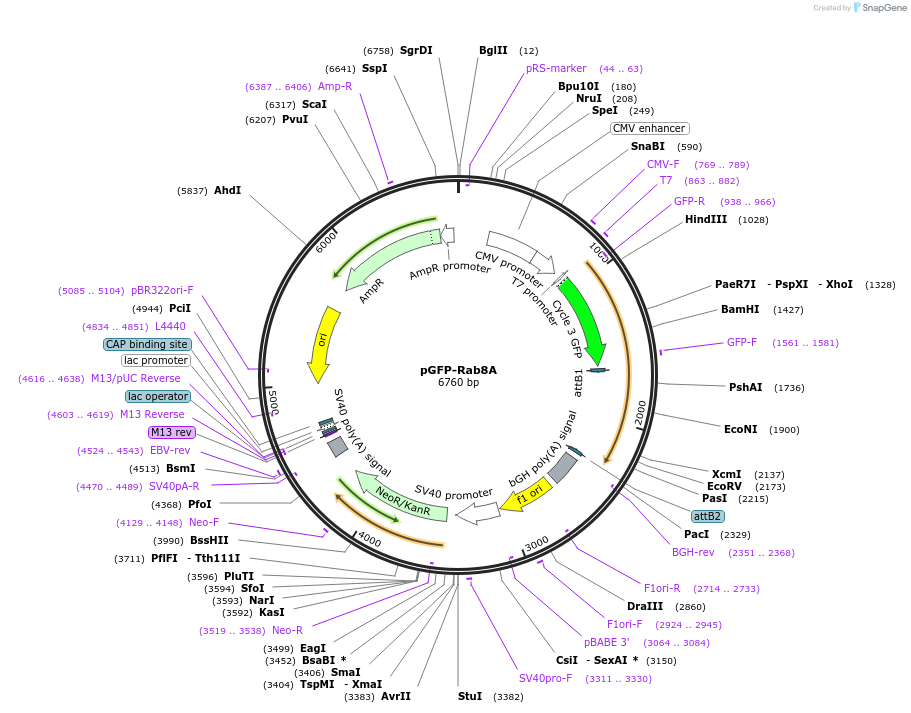 24898-plasmid-map-sequence-id-11520
