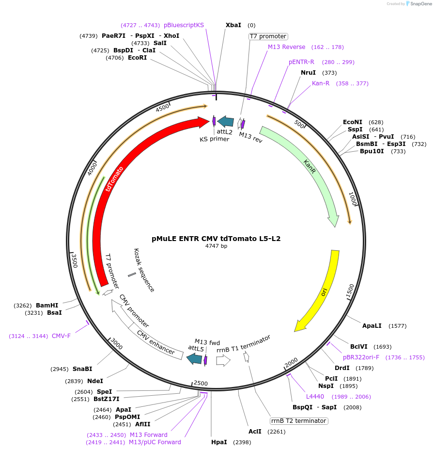 62152-plasmid-map-sequence-id-115232