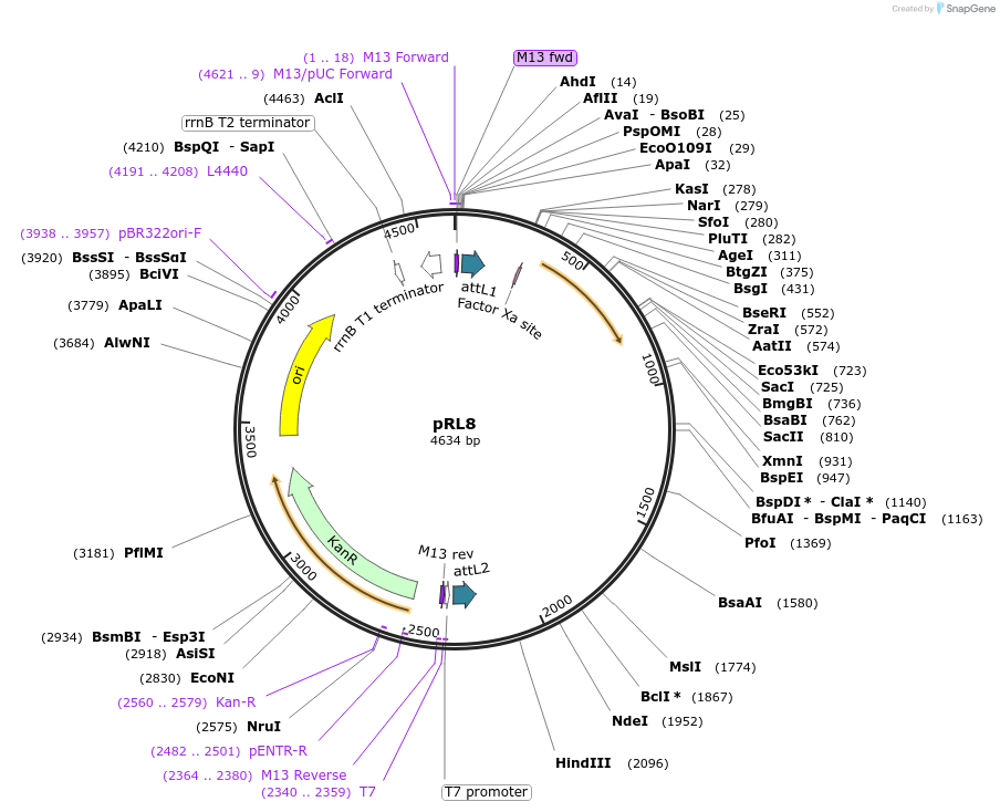 24980-plasmid-map-sequence-id-11532