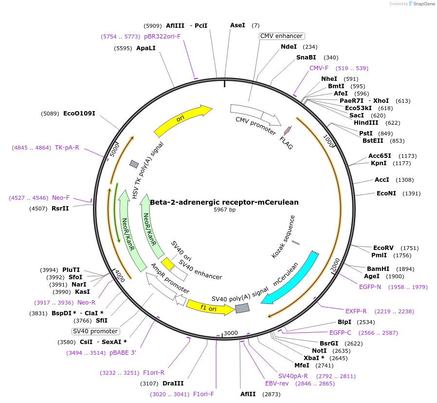 66957-plasmid-map-sequence-id-115329