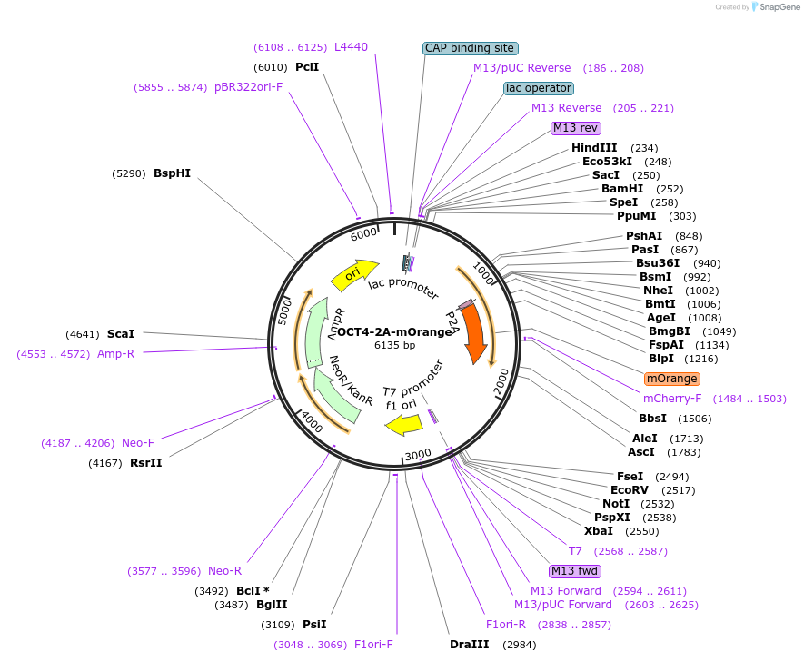 66986-plasmid-map-sequence-id-115413