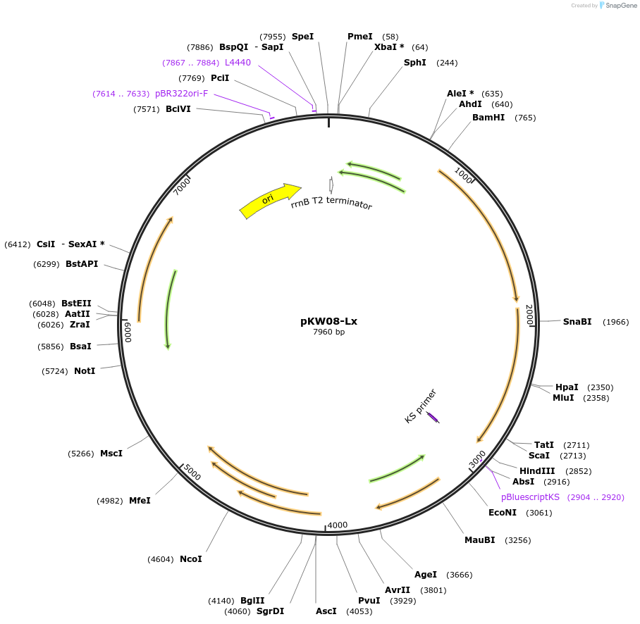 25012-plasmid-map-sequence-id-11543
