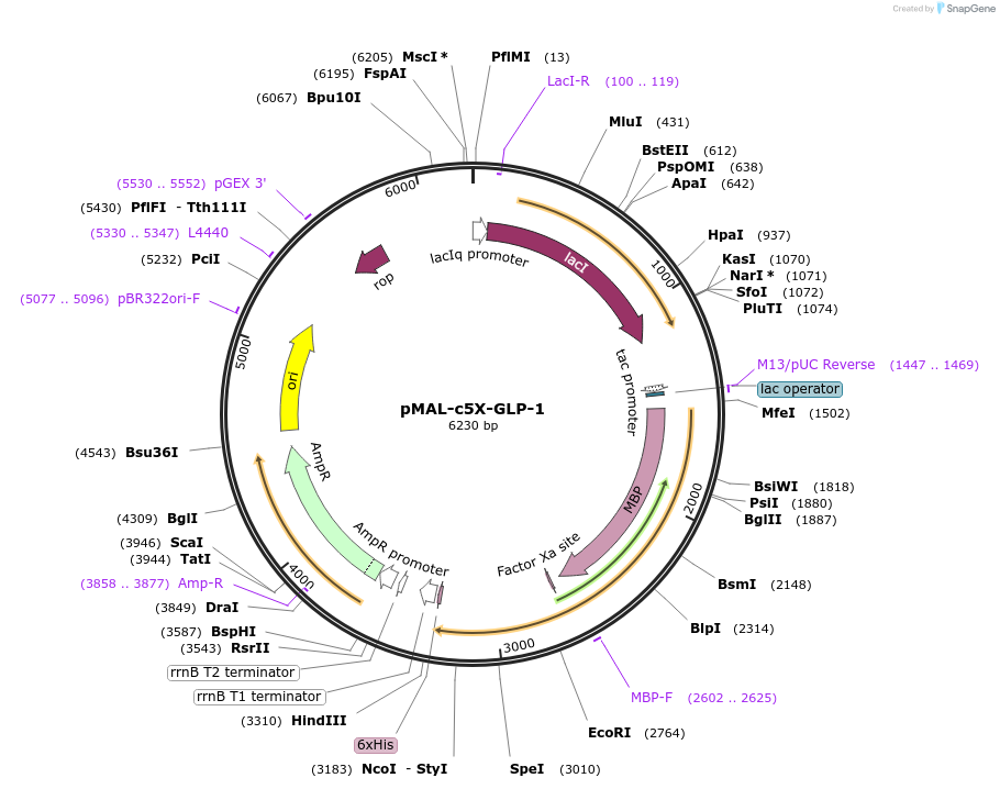 66997-plasmid-map-sequence-id-115438