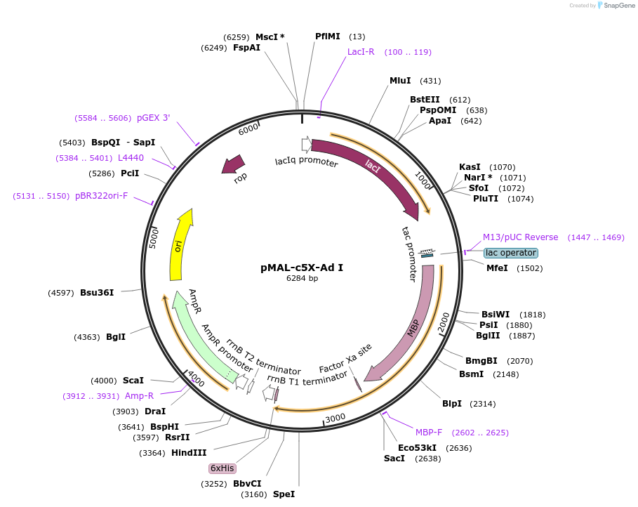 66998-plasmid-map-sequence-id-115439