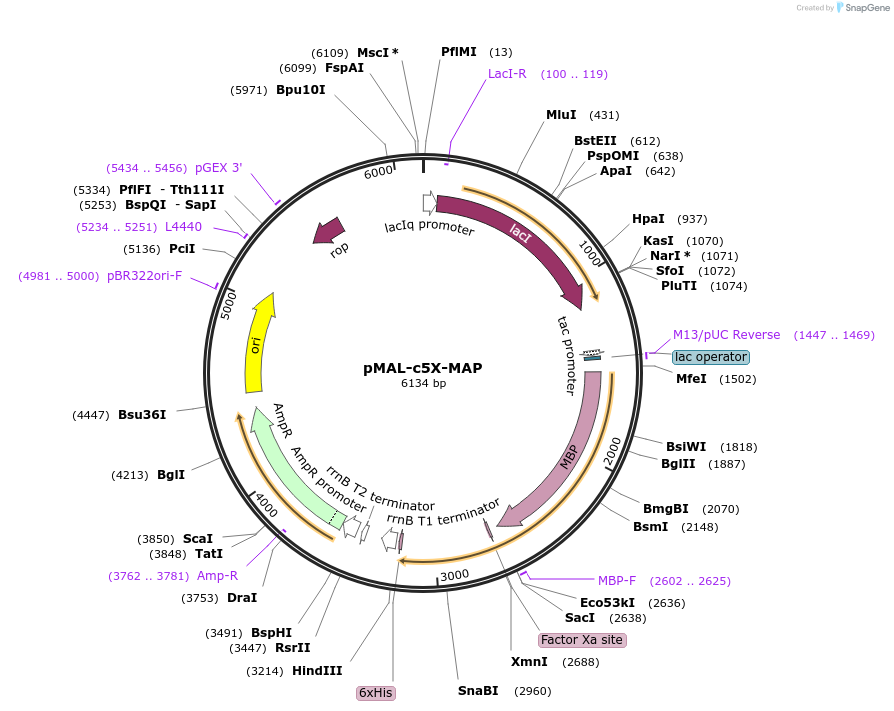 66999-plasmid-map-sequence-id-115440