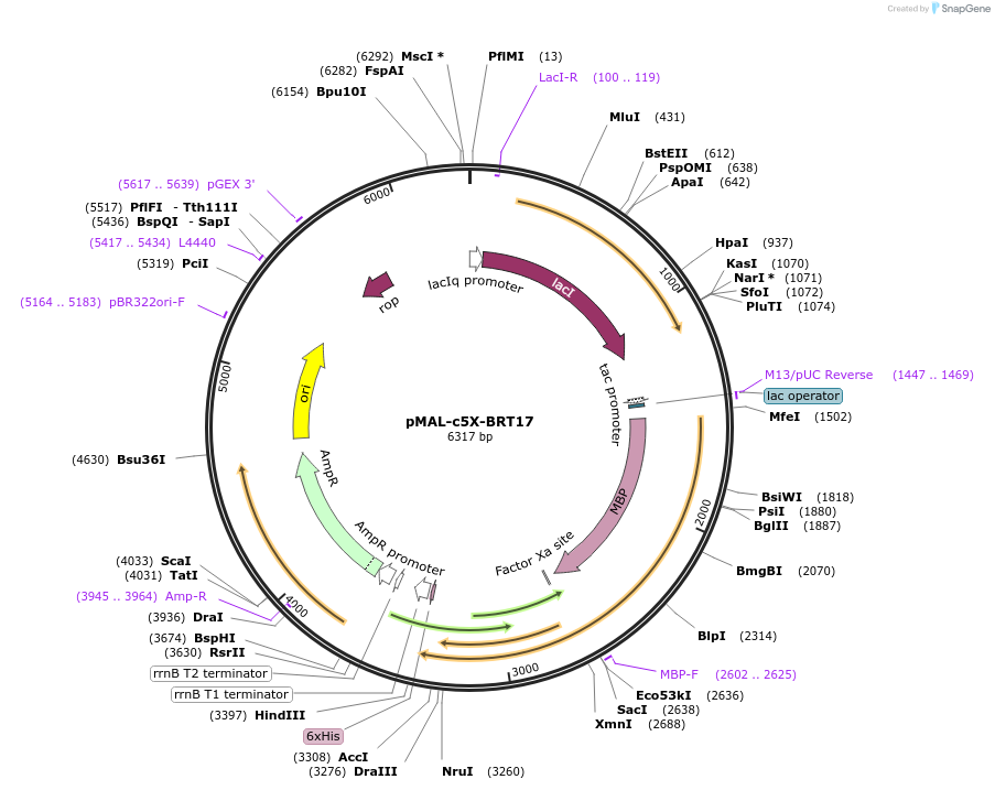 67000-plasmid-map-sequence-id-115441