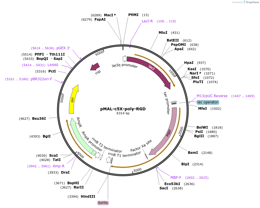67002-plasmid-map-sequence-id-115443