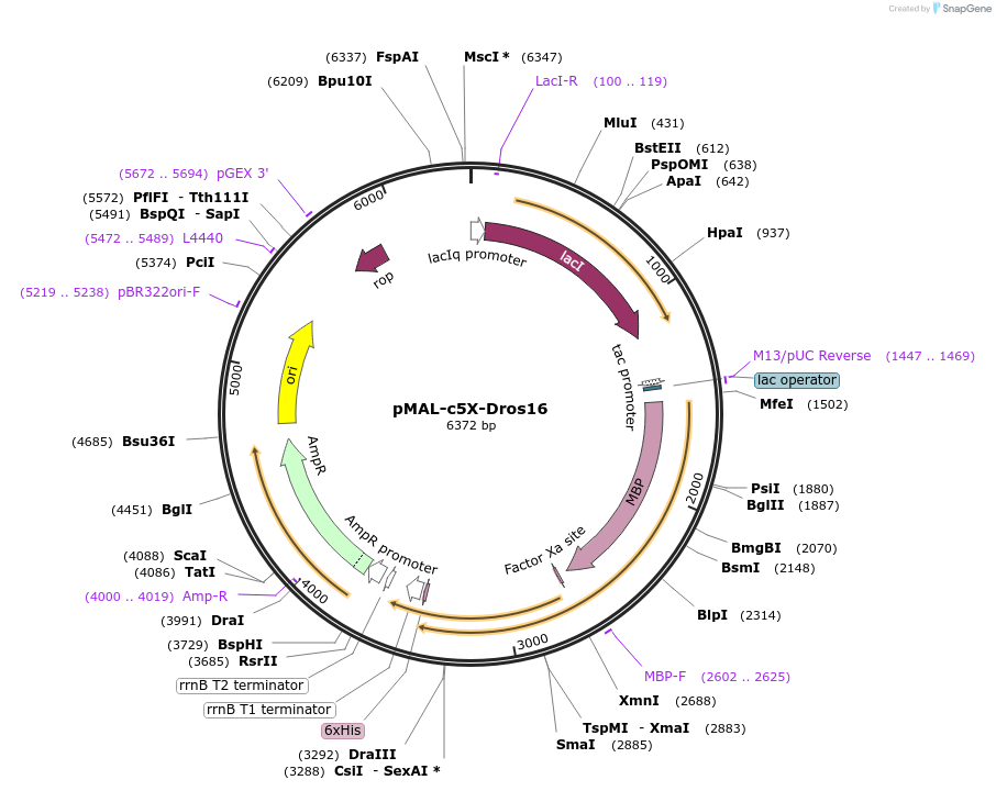 67004-plasmid-map-sequence-id-115445