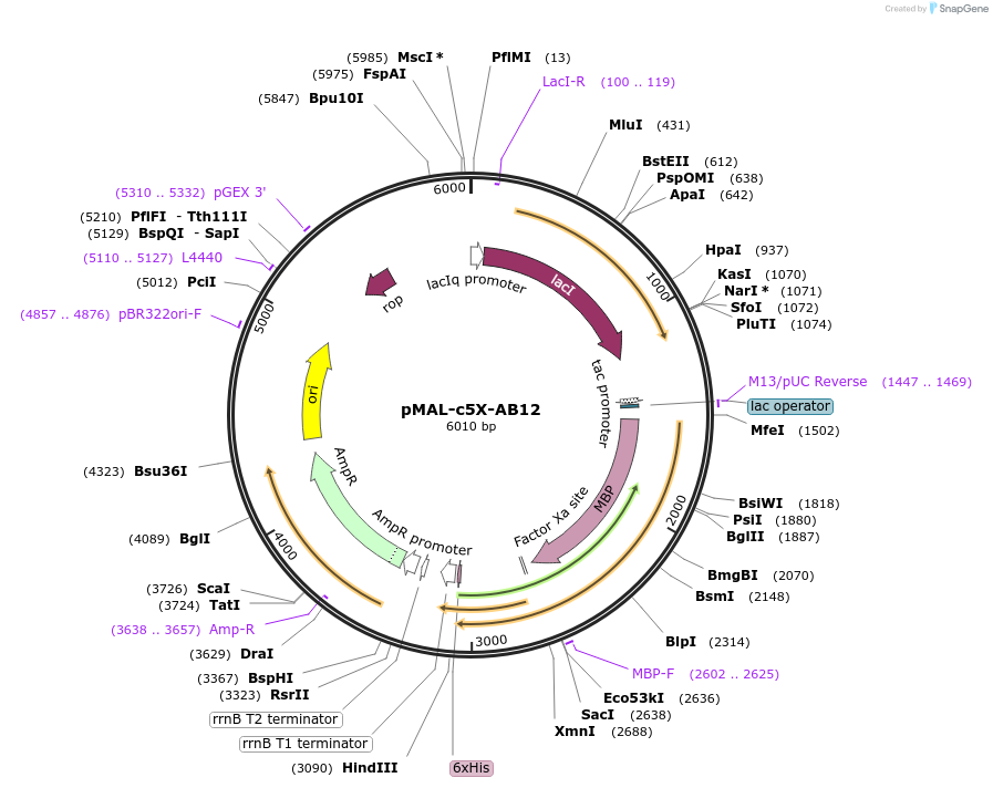 67005-plasmid-map-sequence-id-115446