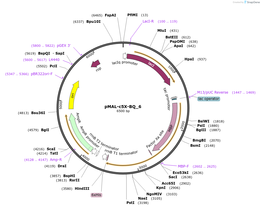 67006-plasmid-map-sequence-id-115447