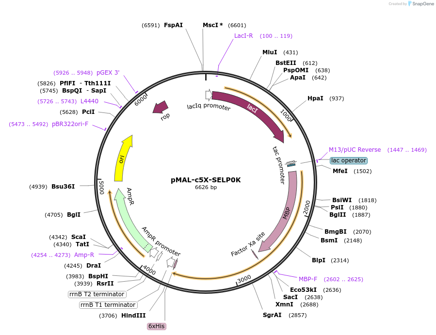 67007-plasmid-map-sequence-id-115448