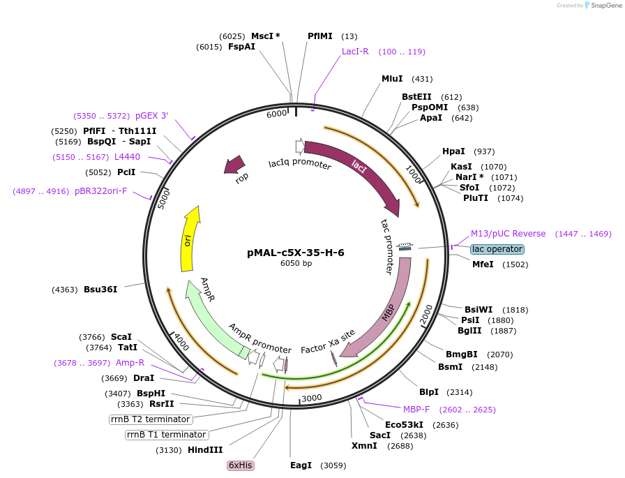 67008-plasmid-map-sequence-id-115449