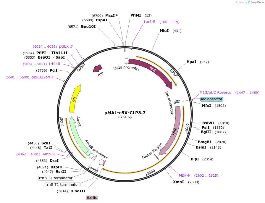 67011-plasmid-map-sequence-id-115452