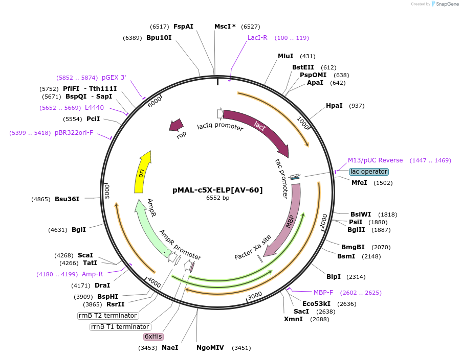 67012-plasmid-map-sequence-id-115453