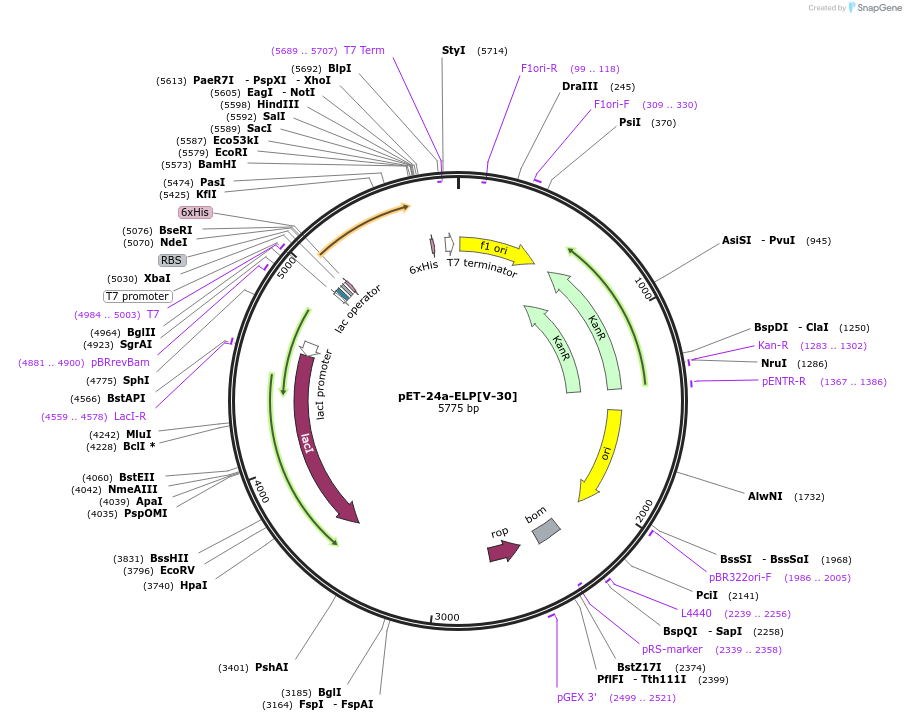 67014-plasmid-map-sequence-id-115455