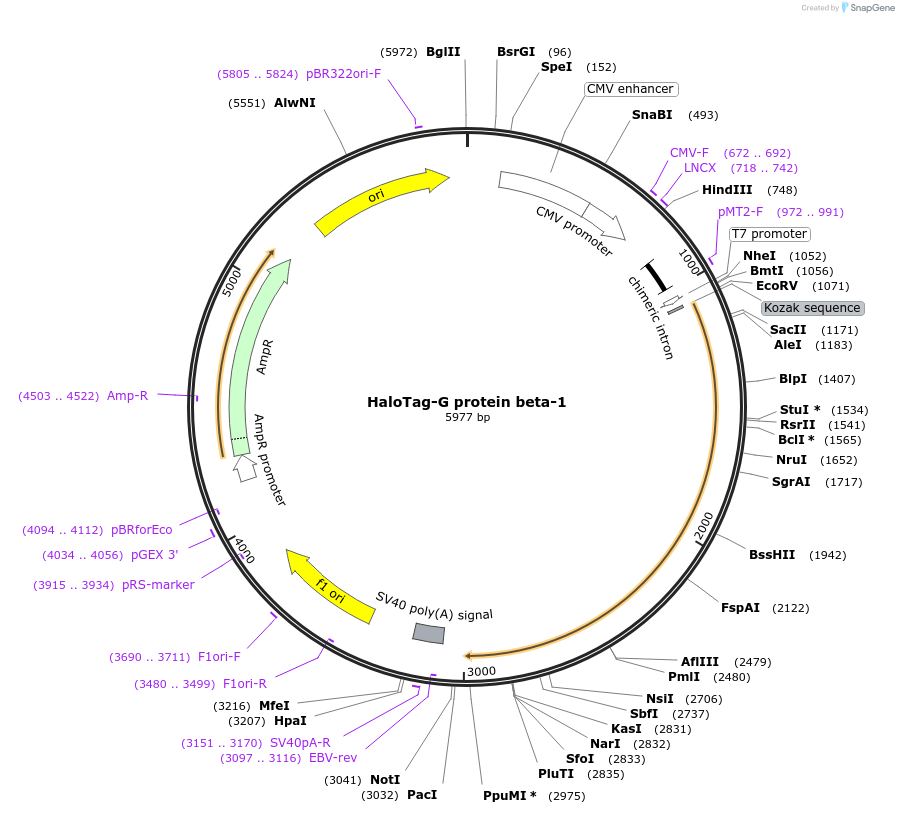 67016-plasmid-map-sequence-id-115474