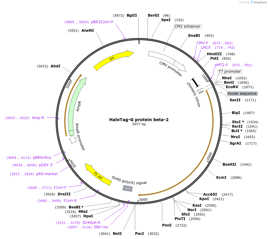 67017-plasmid-map-sequence-id-115479