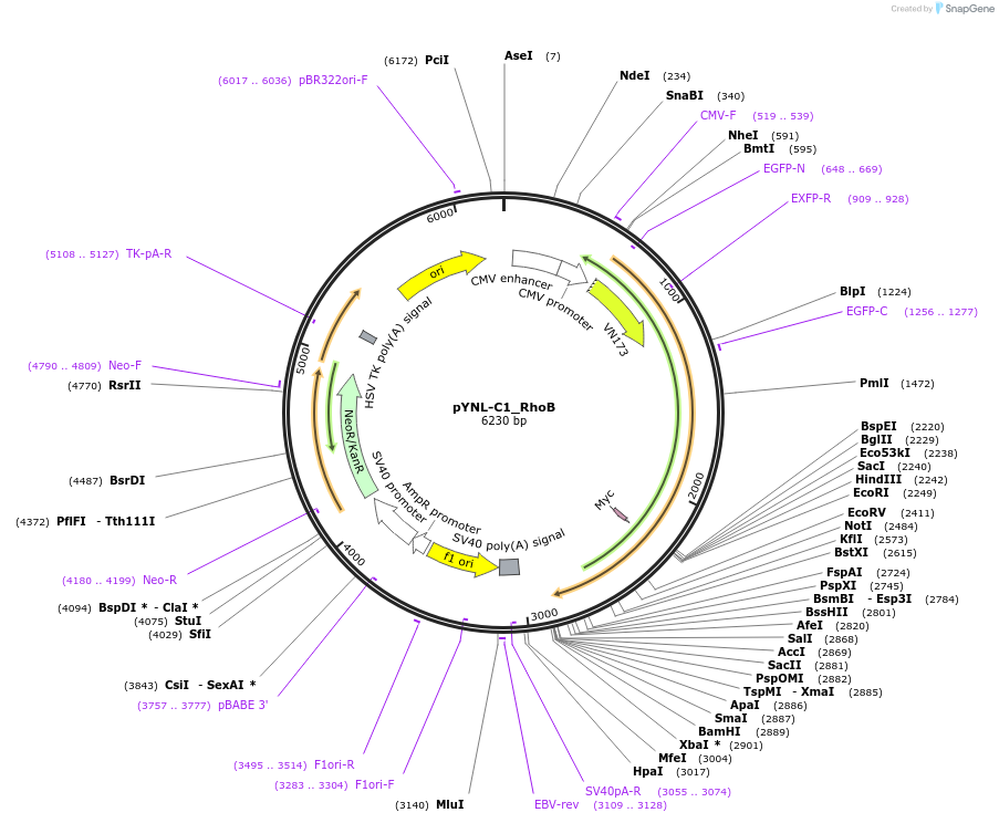 65696-plasmid-map-sequence-id-115490
