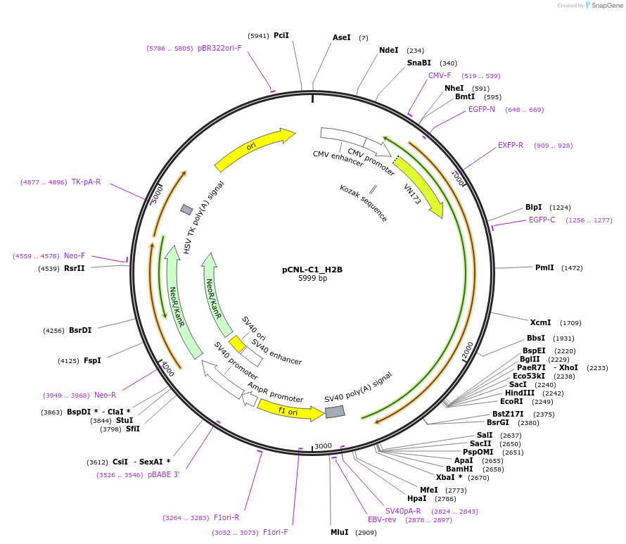 65703-plasmid-map-sequence-id-115509
