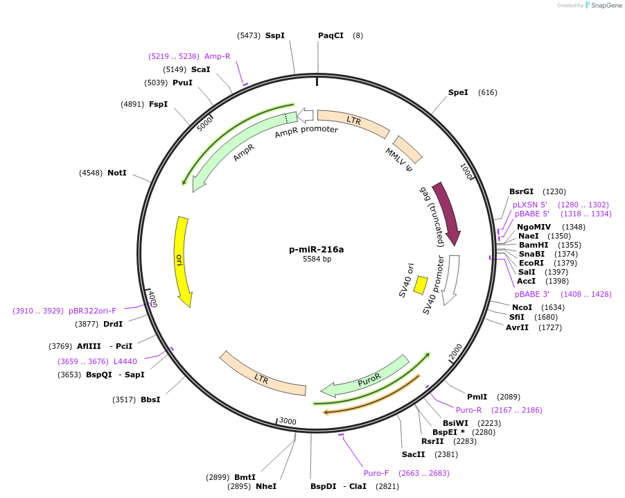 65054-plasmid-map-sequence-id-115533