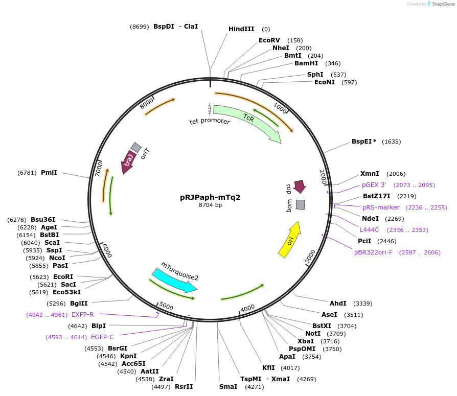 67031-plasmid-map-sequence-id-115541