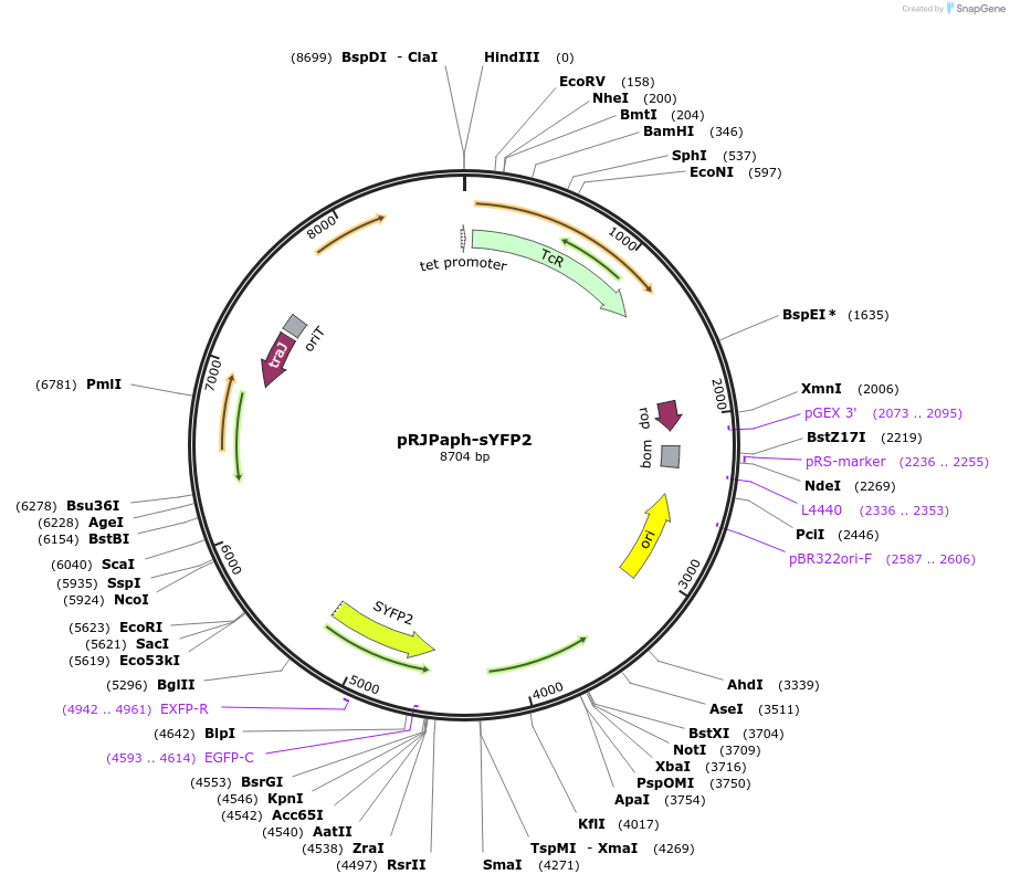 67033-plasmid-map-sequence-id-115545