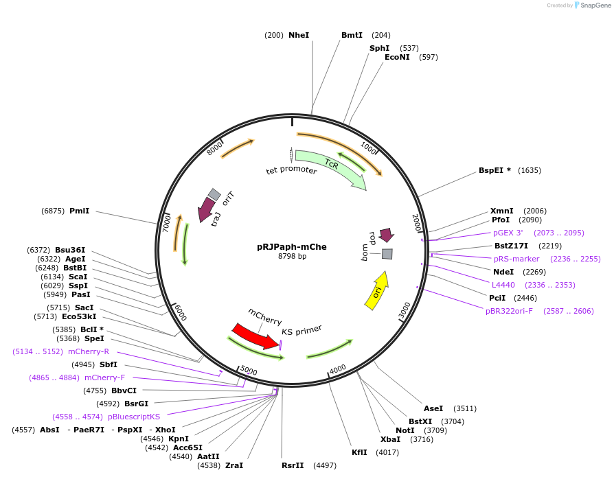 67034-plasmid-map-sequence-id-115547