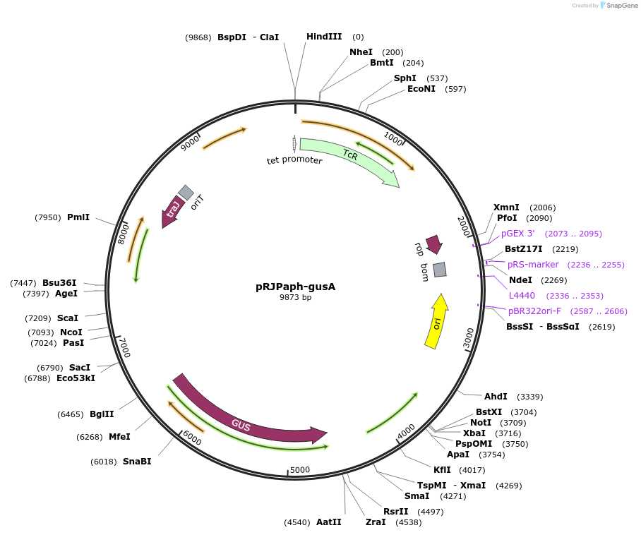 67036-plasmid-map-sequence-id-115551