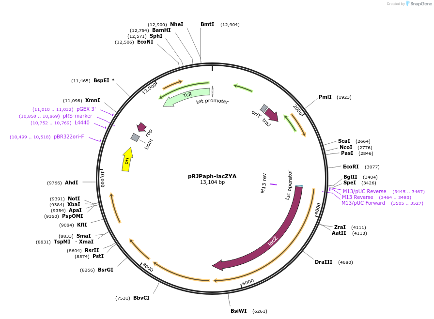 67037-plasmid-map-sequence-id-115553